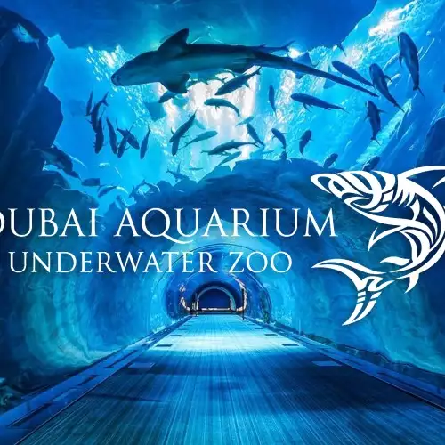 Cage Snorkeling (1 hour)